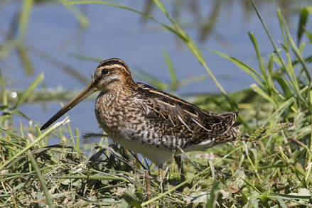 Guided Florida Snipe Hunting Trips